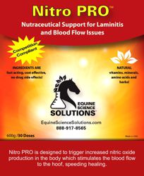 Treatment of Laminitis and Blood Flow in horses